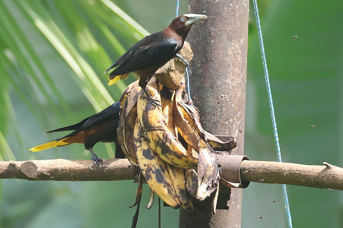 Cassique à tête brune - ML644294318