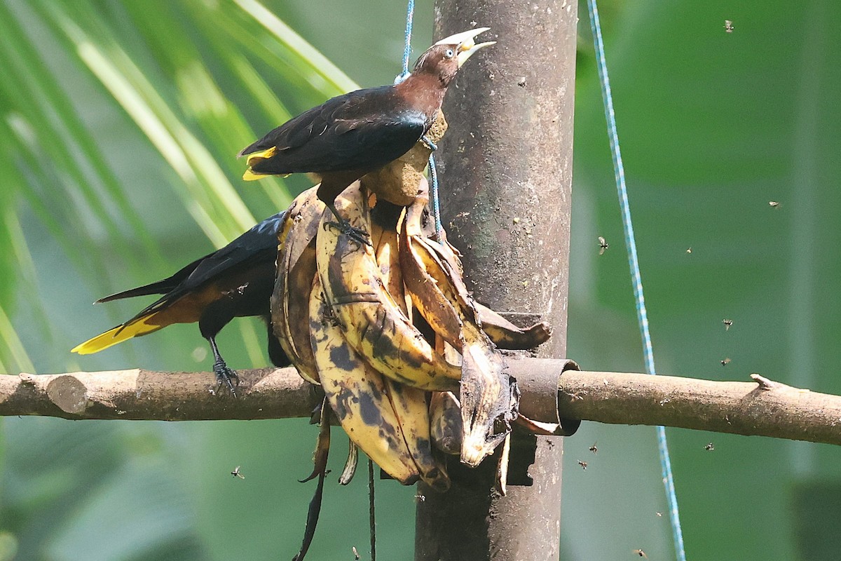 Cassique à tête brune - ML644294319