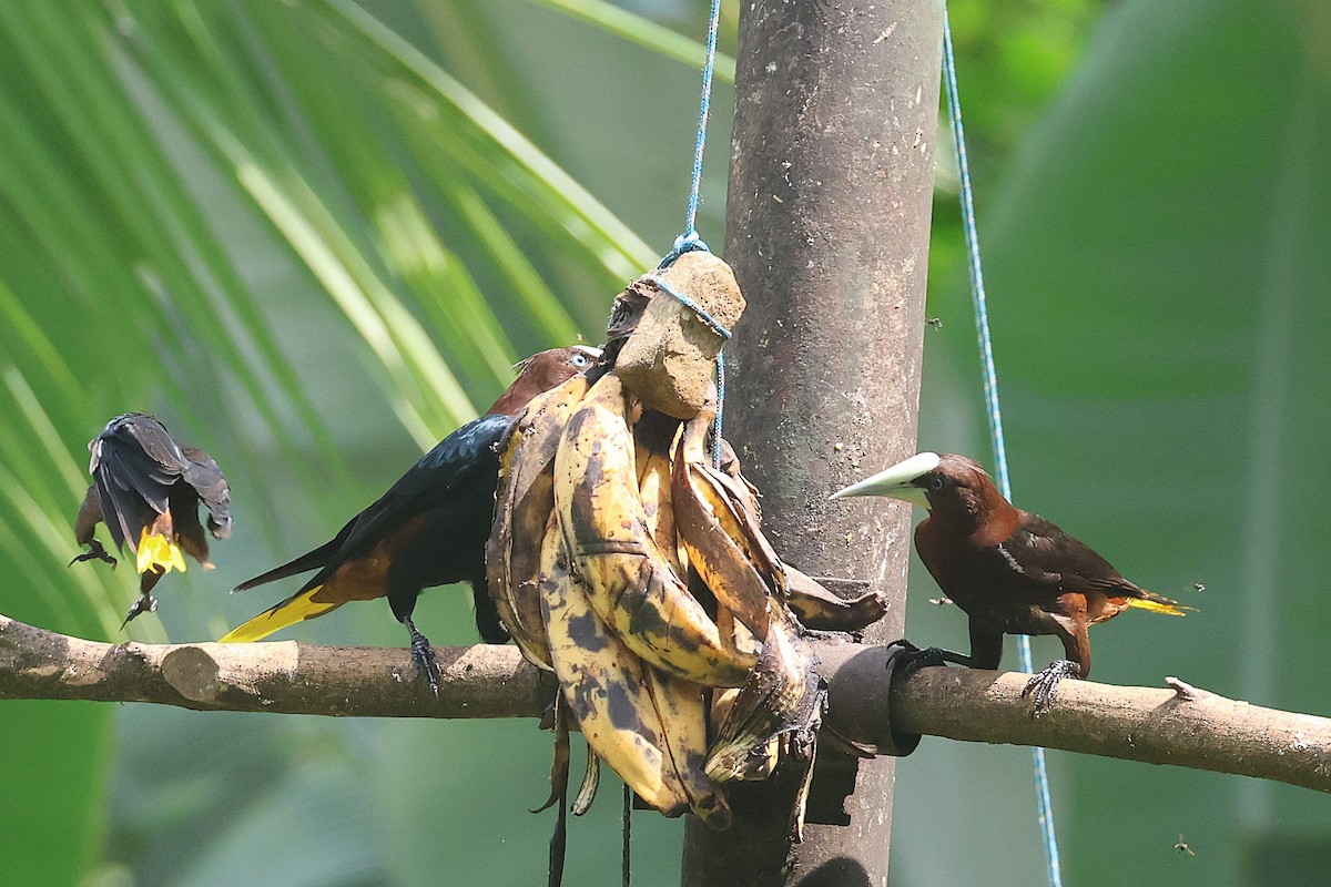 Cassique à tête brune - ML644294320