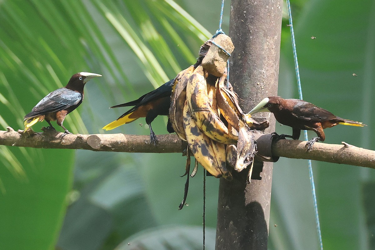 Cassique à tête brune - ML644294321