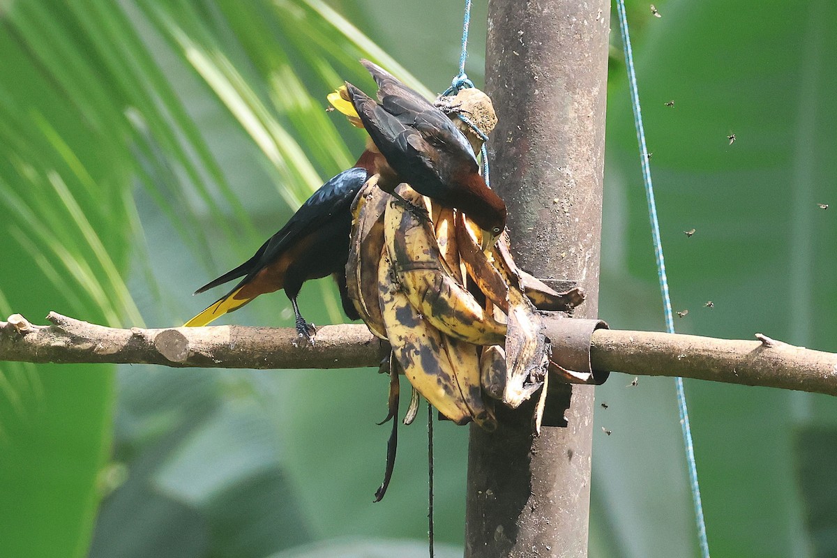 Cassique à tête brune - ML644294322