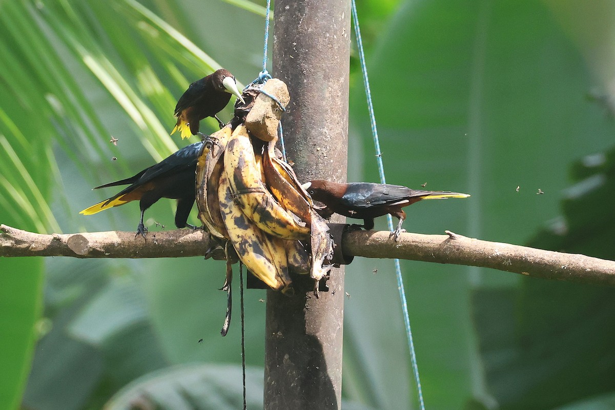 Cassique à tête brune - ML644294323