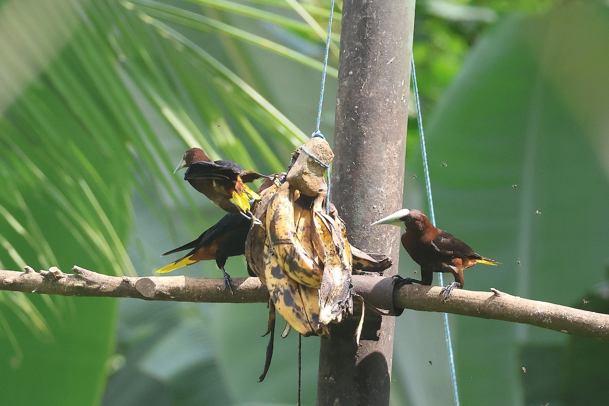 Cassique à tête brune - ML644294324