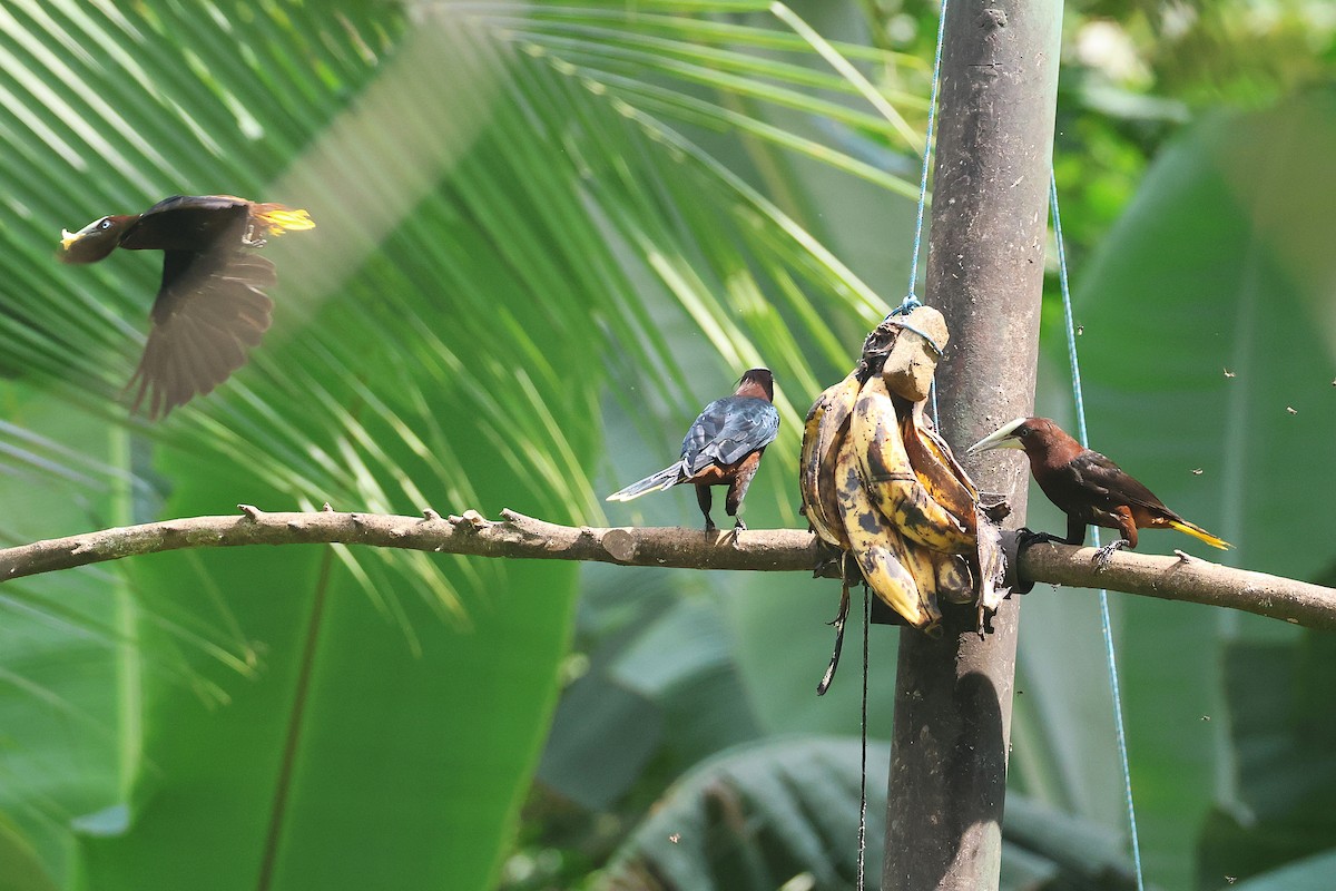 Cassique à tête brune - ML644294326