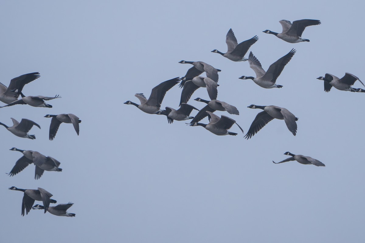 Bernache du Canada - ML644294328