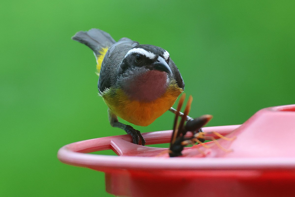 Sucrier à ventre jaune - ML644294331