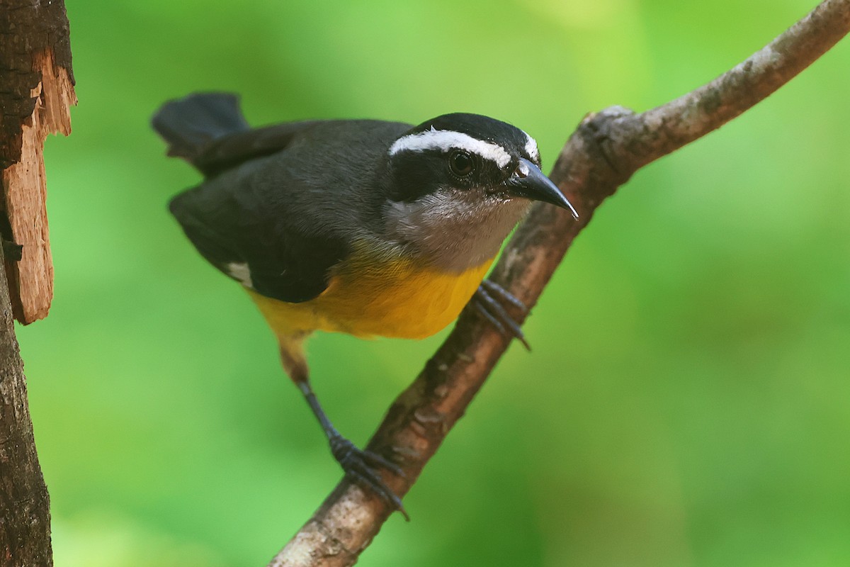 Sucrier à ventre jaune - ML644294332