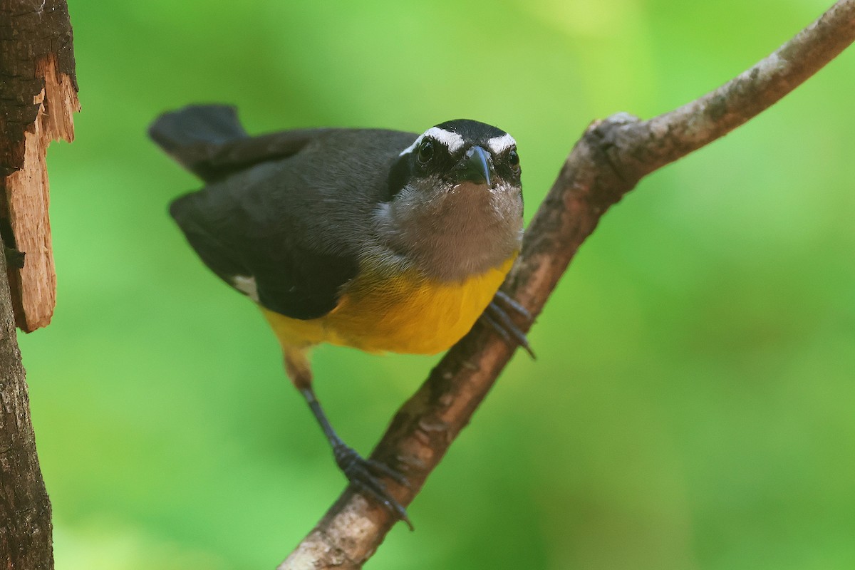 Sucrier à ventre jaune - ML644294333