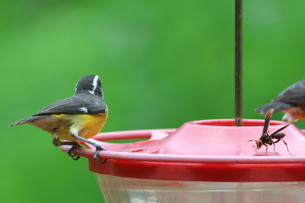 Sucrier à ventre jaune - ML644294334