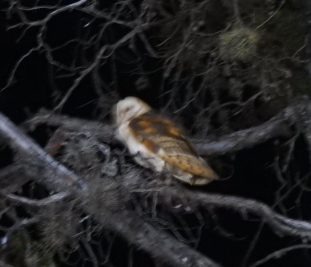 Effraie d'Amérique - ML644294335