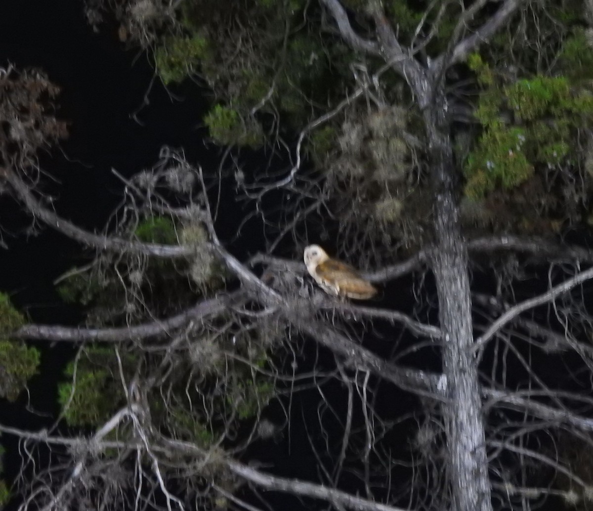 Effraie d'Amérique - ML644294336