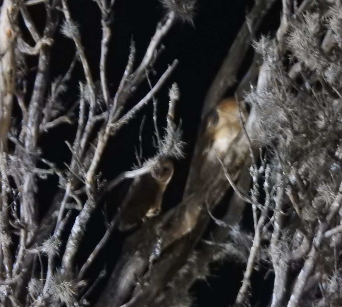 Effraie d'Amérique - ML644294337