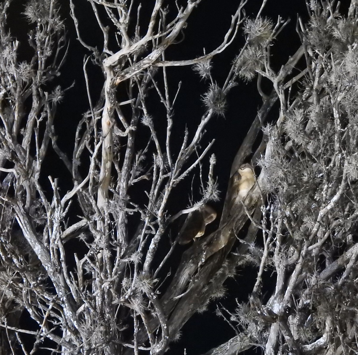 Effraie d'Amérique - ML644294338