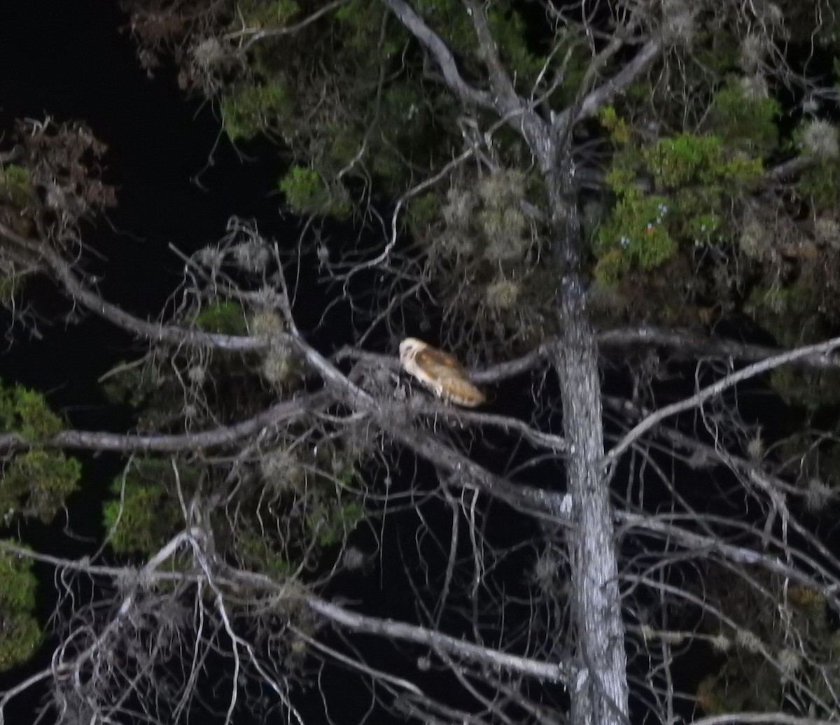 Effraie d'Amérique - ML644294339