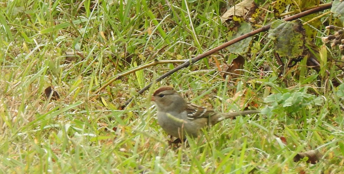 Bruant à couronne blanche - ML644294343