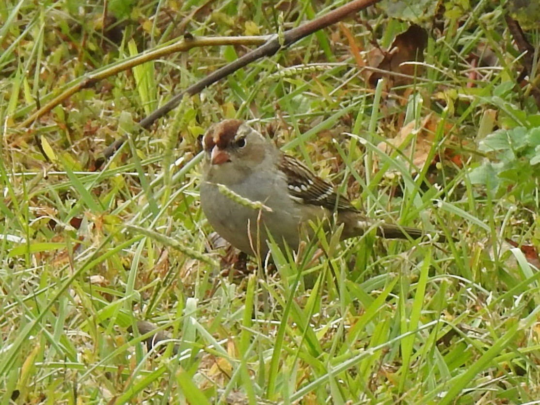 Bruant à couronne blanche - ML644294344