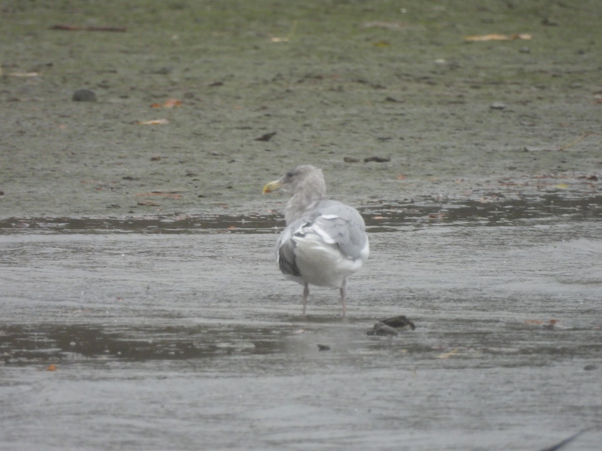Goéland à ailes grises - ML644294345