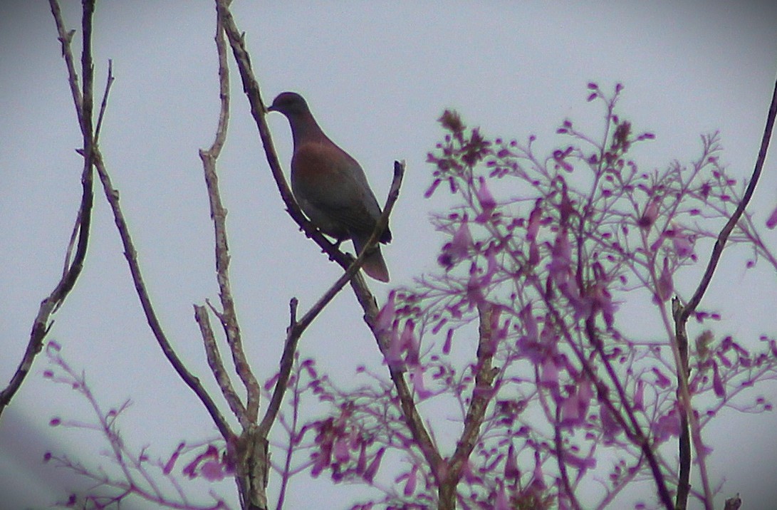 Pale-vented Pigeon - ML644294359