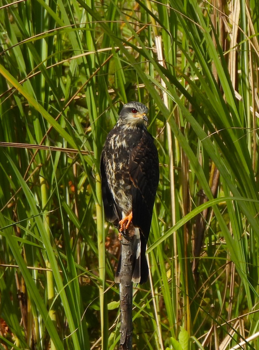 Snail Kite - ML644294367