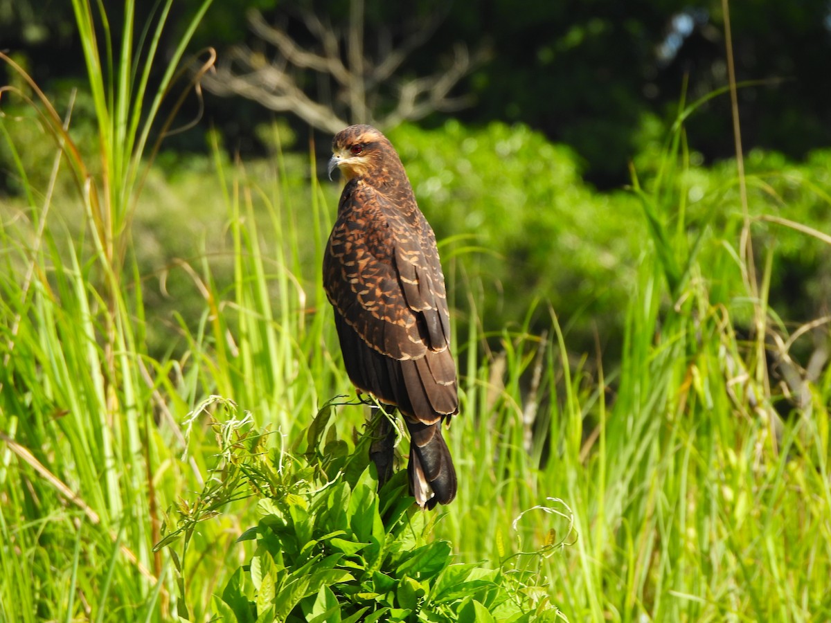 Schneckenbussard - ML644294368