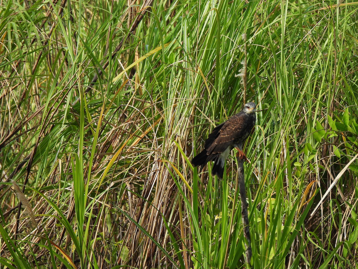 Schneckenbussard - ML644294369