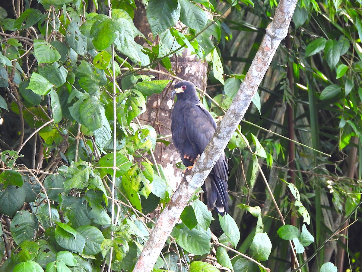 Schneckenbussard - ML644294370