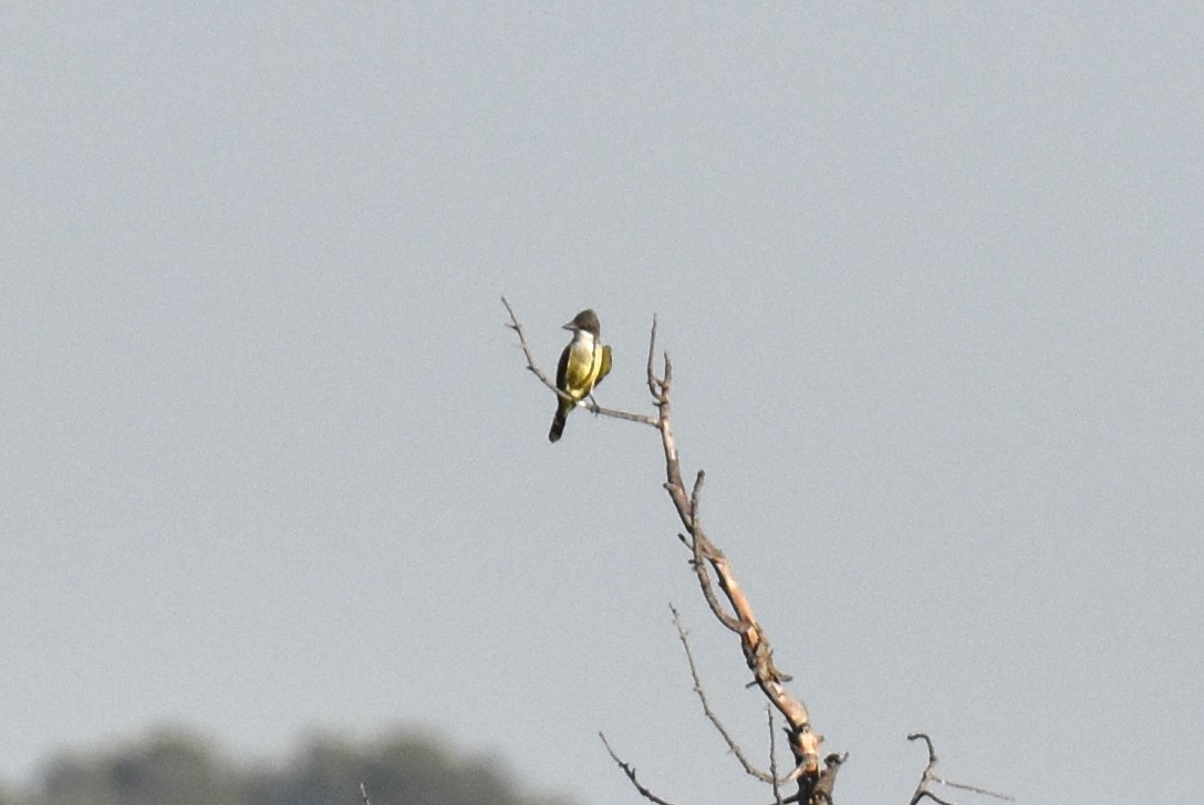 Thick-billed Kingbird - ML644294371