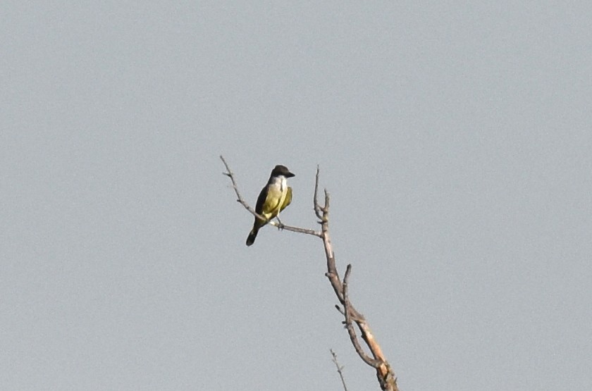 Thick-billed Kingbird - ML644294372