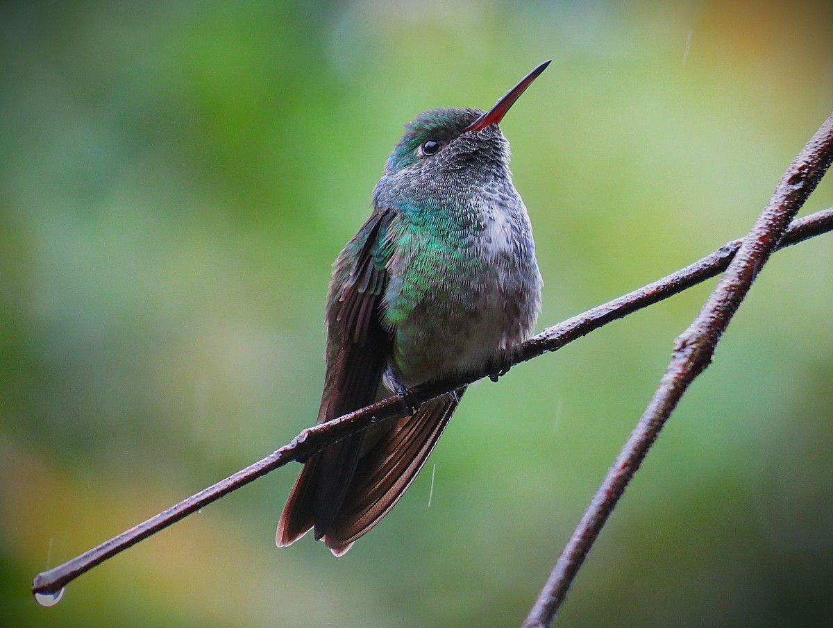 Glanzamazilie [versicolor-Gruppe] - ML644294373