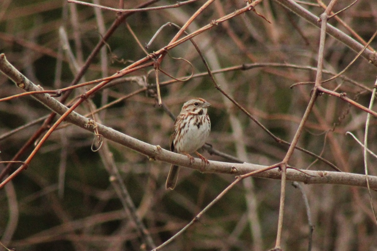 Singammer - ML644294374