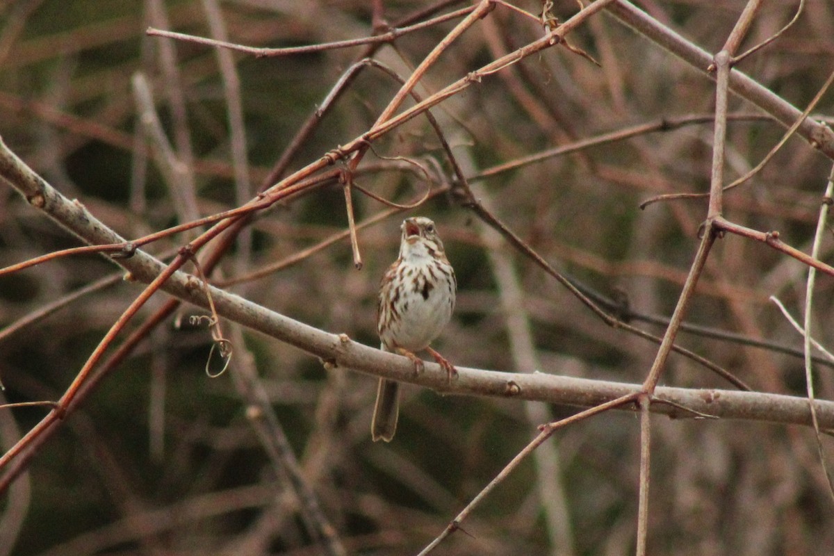 Singammer - ML644294375