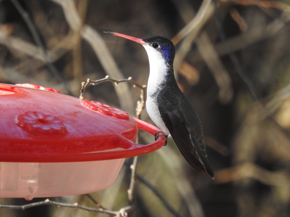 Veilchenscheitelamazilie - ML644294376