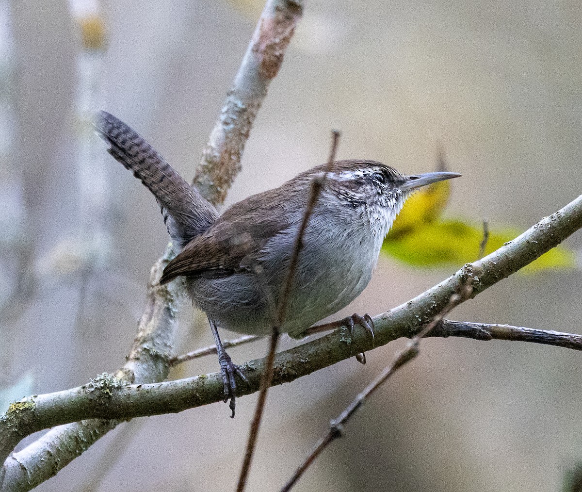 Buschzaunkönig - ML644294377