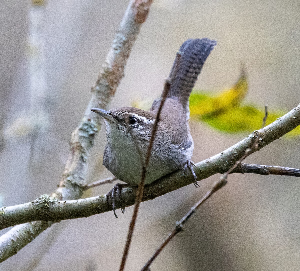 Buschzaunkönig - ML644294378