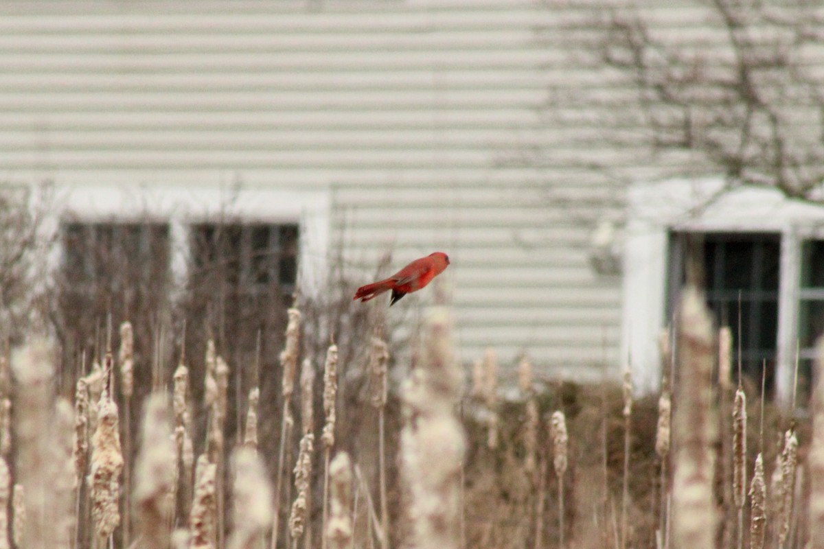 Rotkardinal - ML644294379