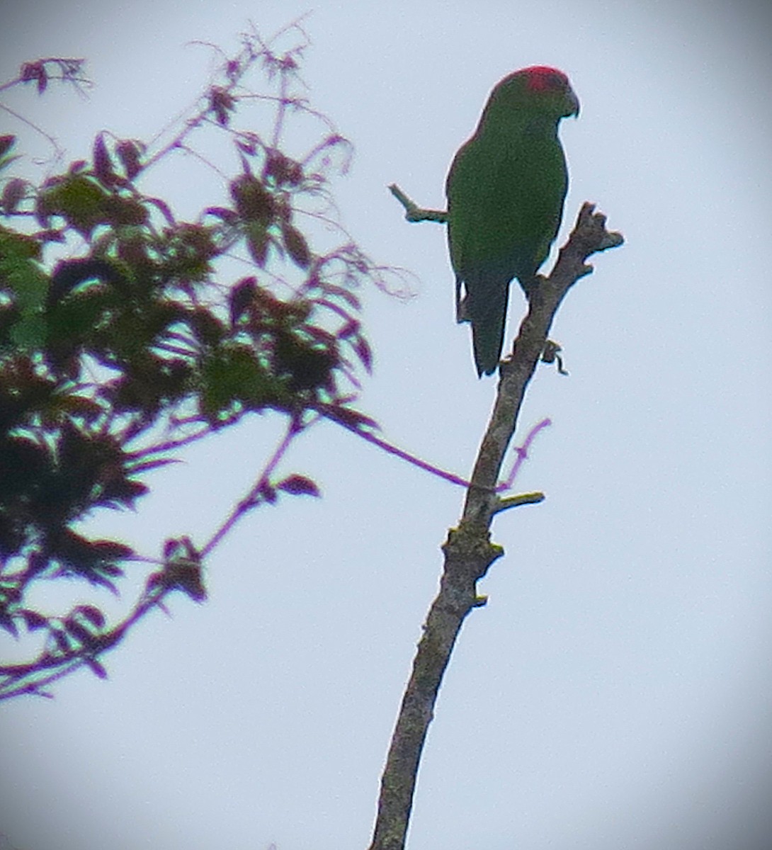 Scharlachkopfpapagei - ML644294381