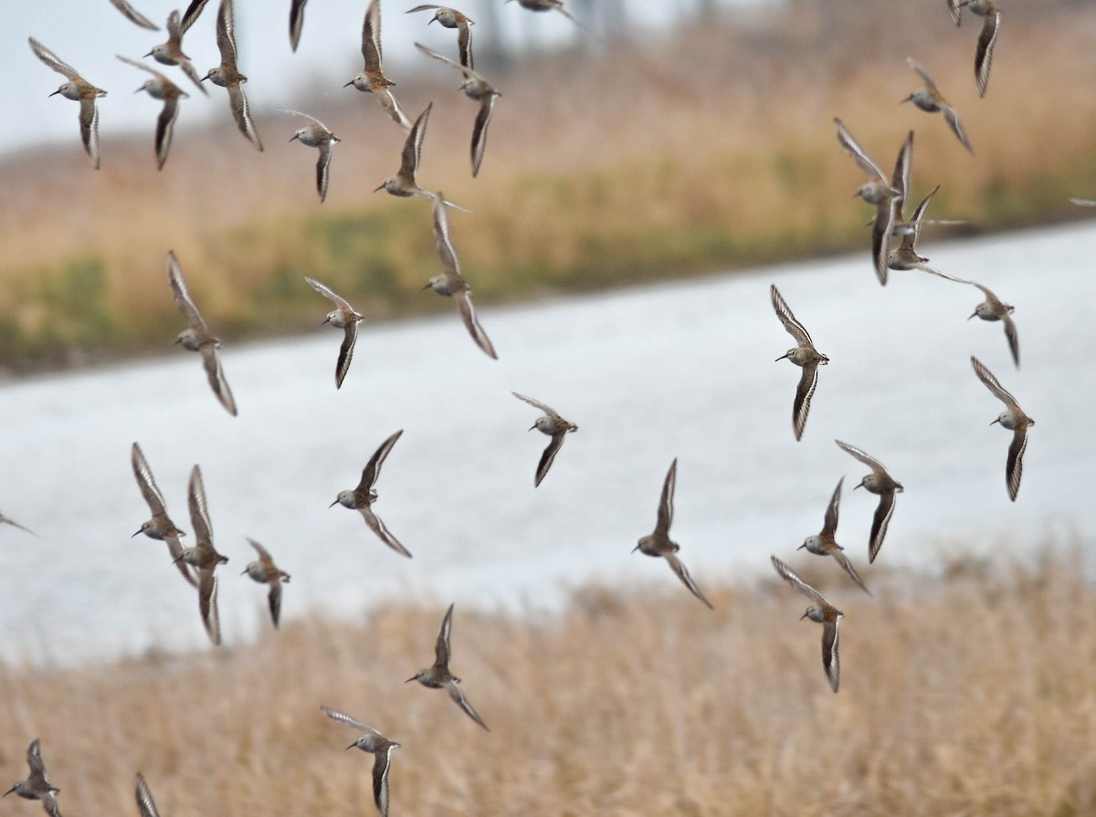 Alpenstrandläufer - ML644294382