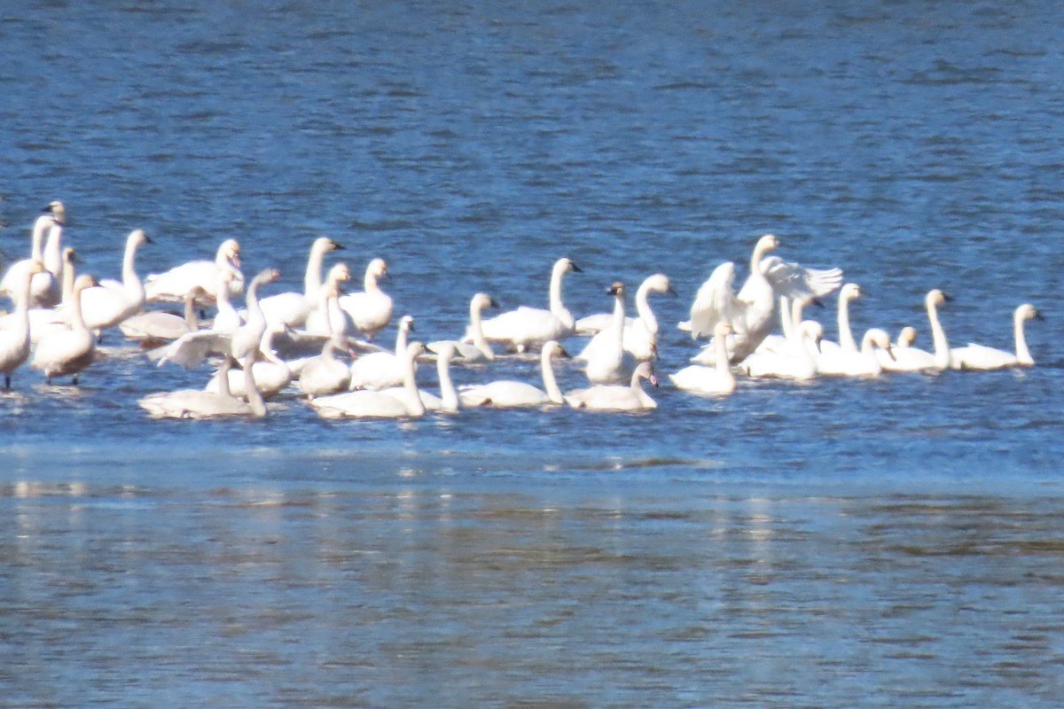 Zwergschwan - ML644294384