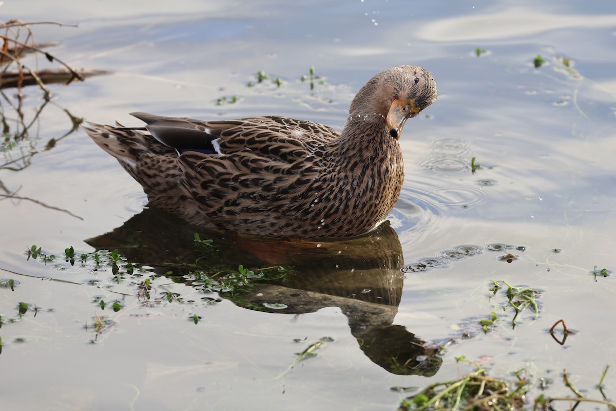 Stockente - ML644294385