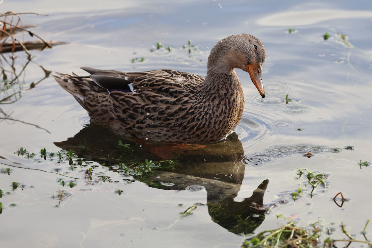 Stockente - ML644294386