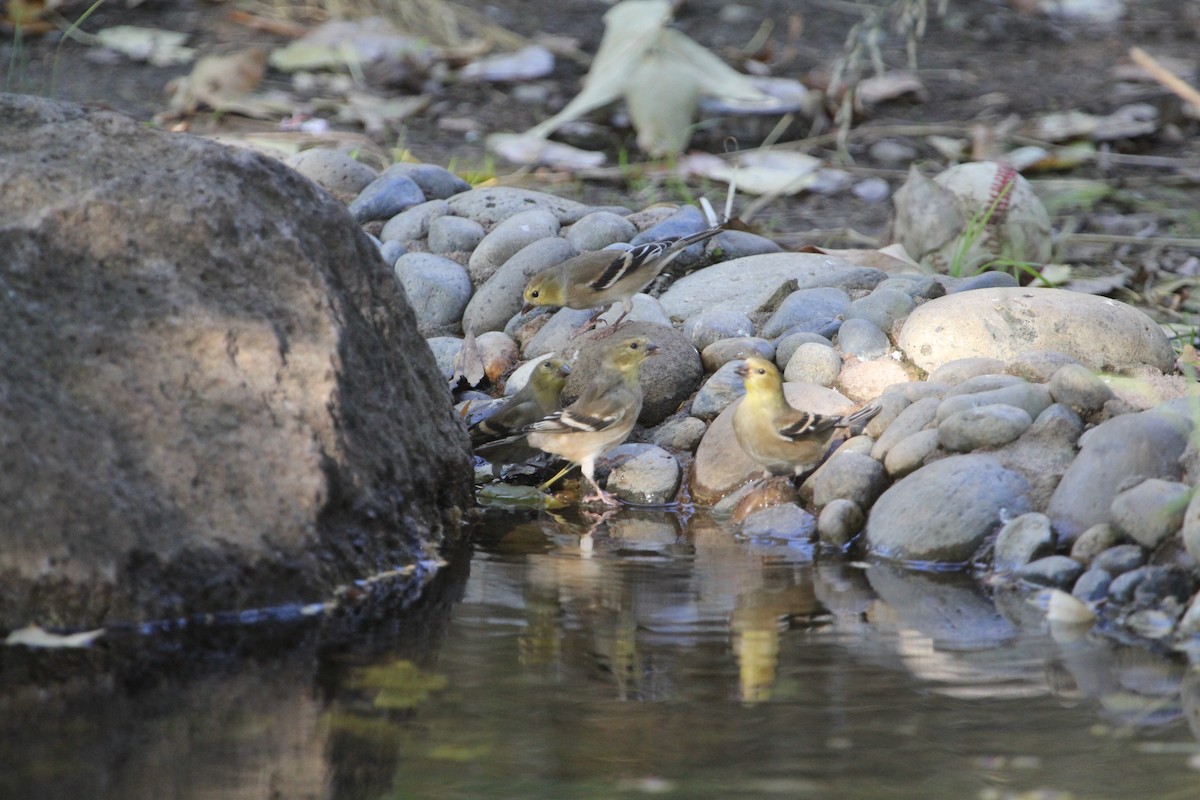 Goldzeisig - ML644294388