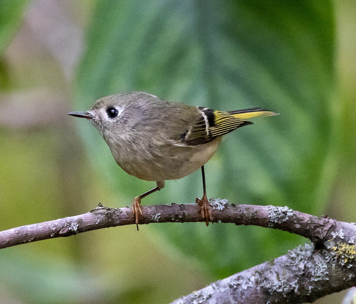 Rubingoldhähnchen - ML644294389