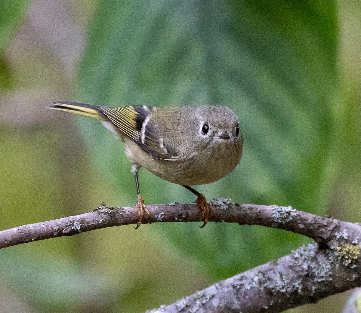 Rubingoldhähnchen - ML644294390