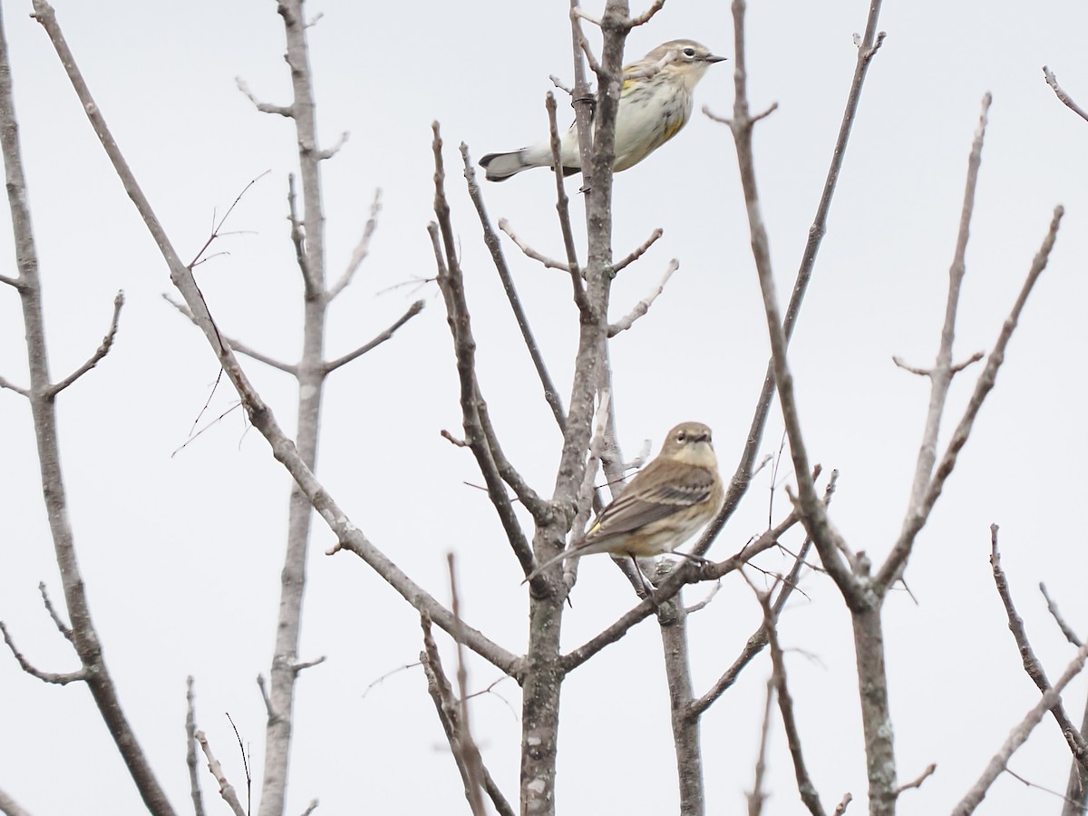 Kronenwaldsänger - ML644294391