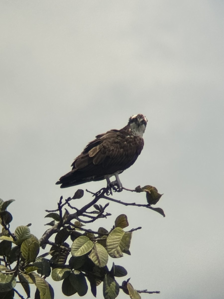 Fischadler - ML644294392