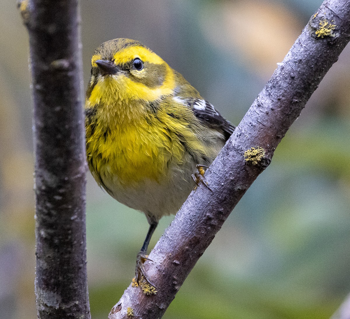 Townsendwaldsänger - ML644294393