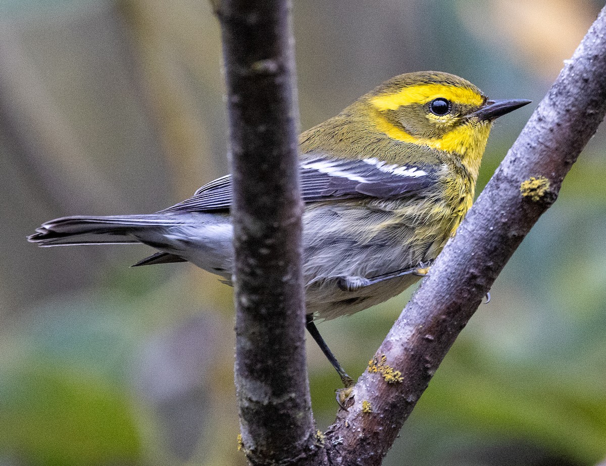 Townsendwaldsänger - ML644294394