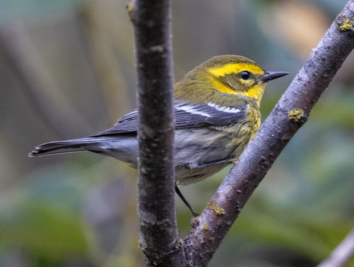 Townsendwaldsänger - ML644294395