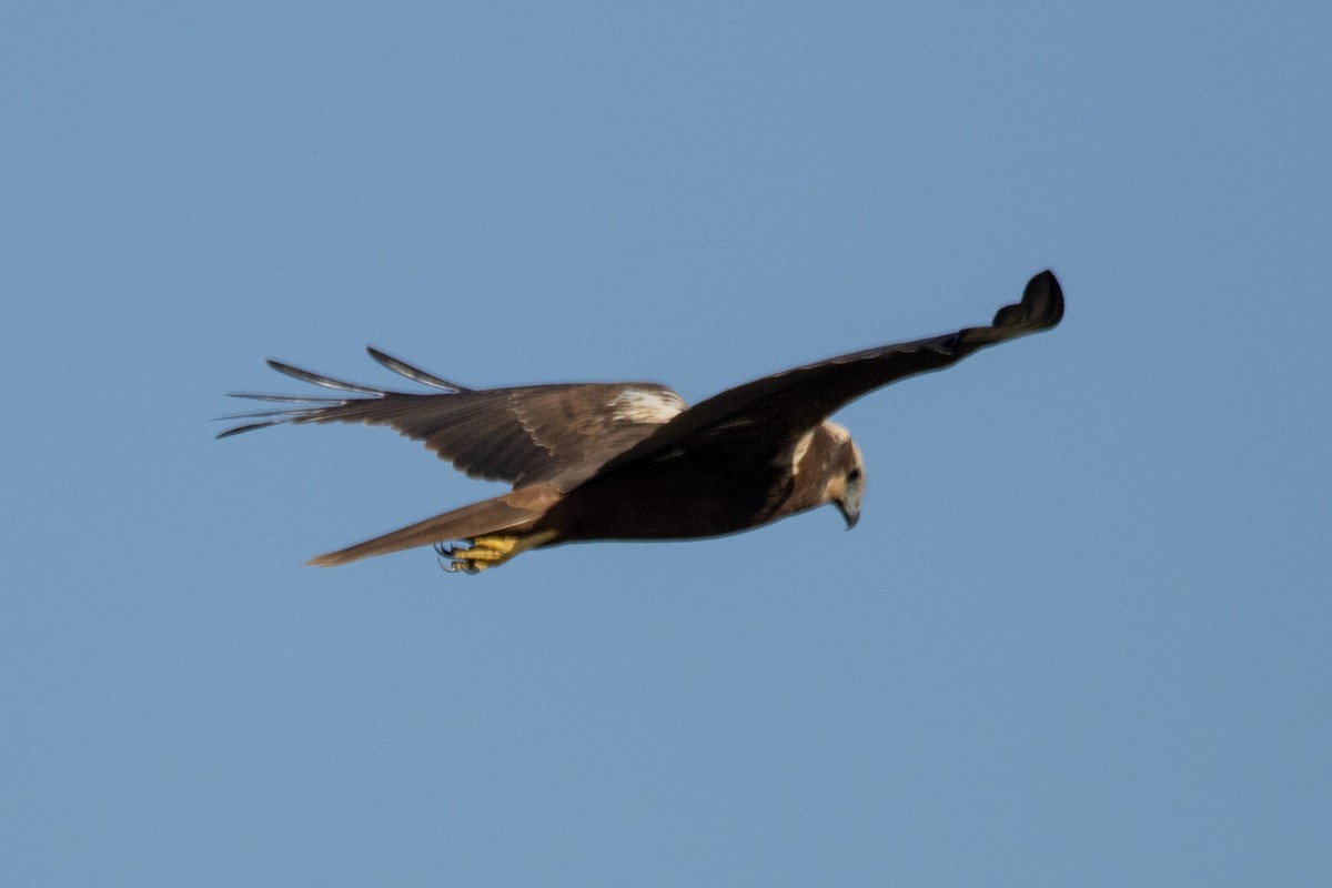 Rohrweihe - ML644294396