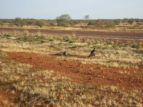 Keilschwanzadler - ML644294397